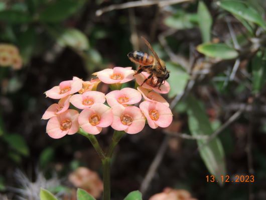 Kaktus Garden Flowering with Bee